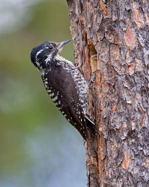 IMG_7067c.jpg - American Three-toed Woodpecker (Picoides dorsalis) - female